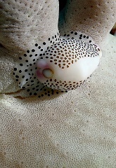Komodo 2016 - Black spotted egg cowrie - Porcelaine - Ovule ongle - Calpumus verrucosus - IMG_7148_rc